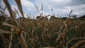 Rampant heatwaves threaten food security of entire planet, scientists warn