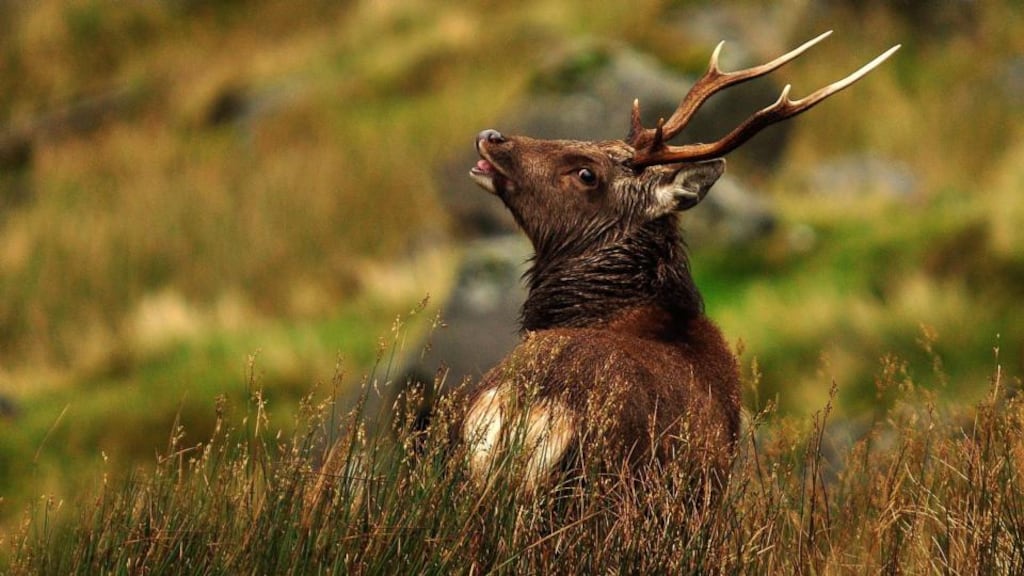 Only the small Killarney red deer population can claim to be a unique population that can be traced back more than 5,000 years. Photograph: Wild Deer Association of Ireland