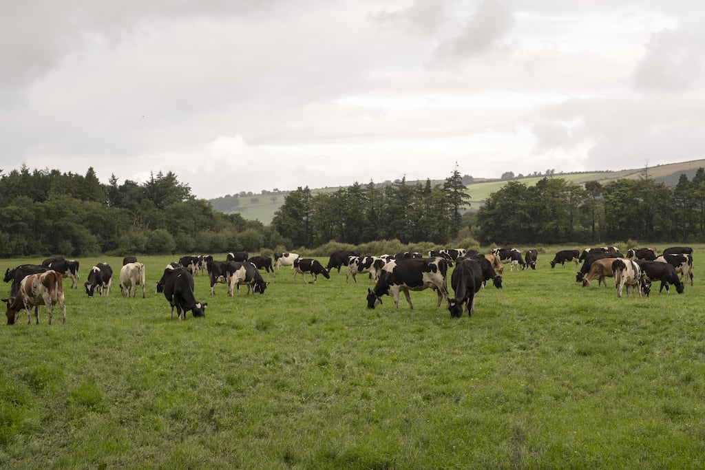 Agriculture is the Ireland's largest emitter of greenhouse gases. Photograph: Bloomberg via Getty Images