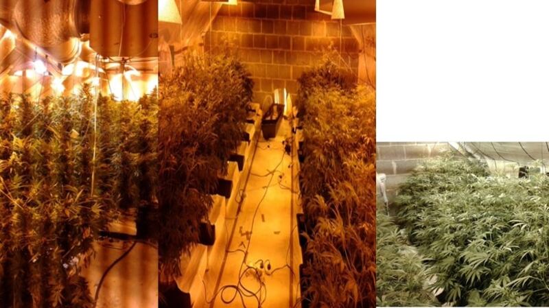 Cannabis plants discovered during searches by gardaí