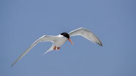 Record number of Roseate Tern seabirds breed on Wexford island