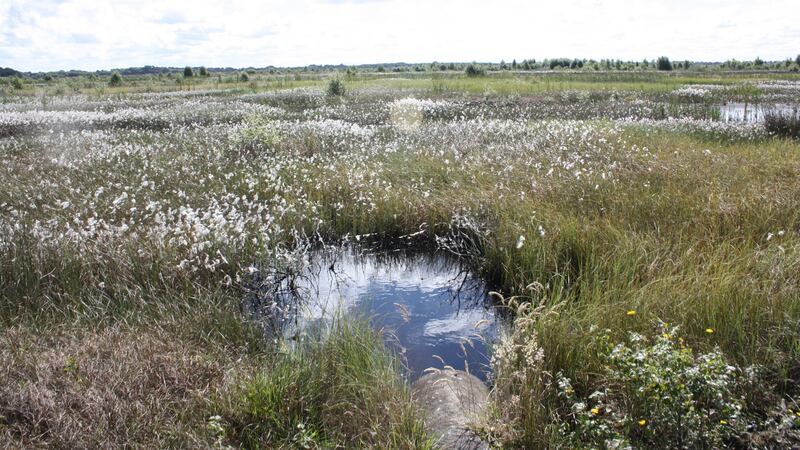 Pioneer poor fen dominated by bog cotton on a Bord na Móna cutaway bog. This type of bog will not become a carbon sink, but will emit significantly less carbon dioxide than a post-production drained bog. Photograph courtesy of Bord na Móna.