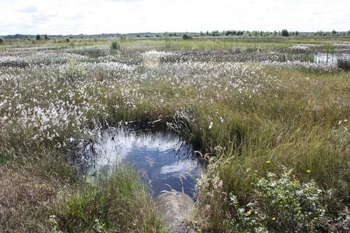 EU rewetting proposal could ‘destroy the fabric of rural Ireland’, Galway meeting hears