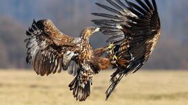 Twenty-three birds of prey poisoned and shot in State last year