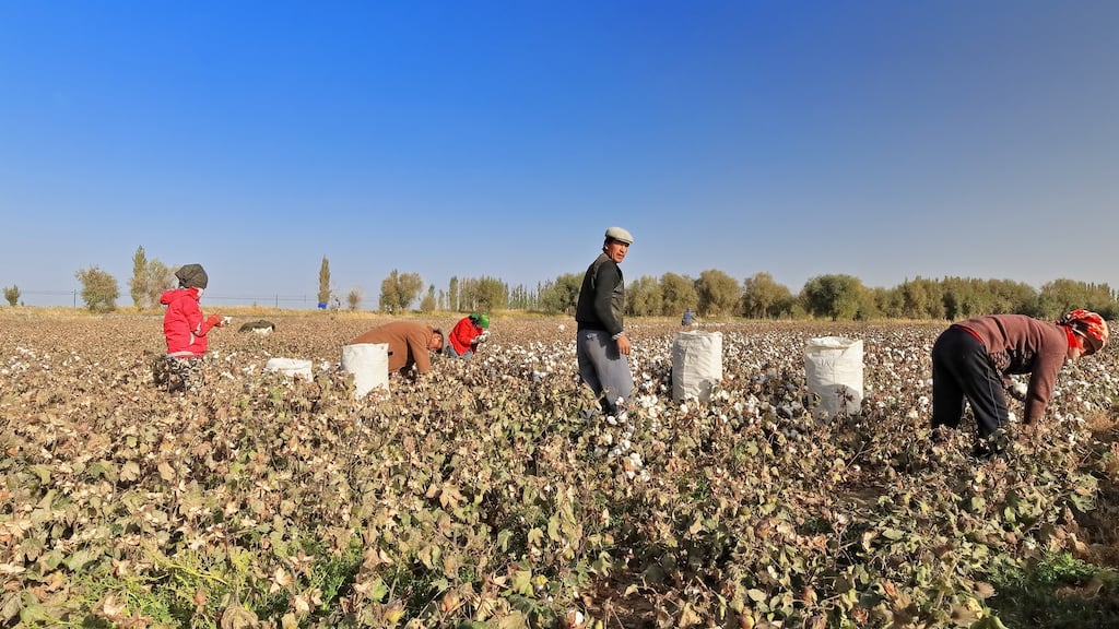 Uyghur farmers pick cotton by hand in a field on the outskirts of Qiemo in  China. Photograph: iStock