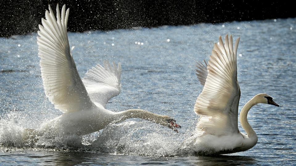 Photograph: David Sleator