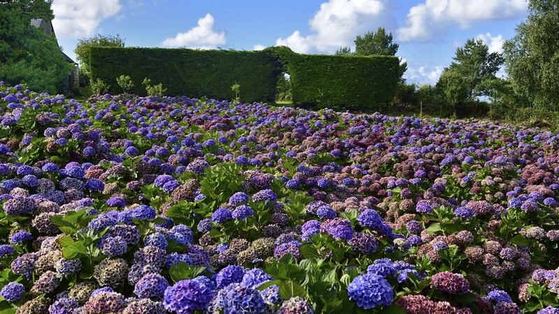 Hydrangeas in bloom, Brittany, France