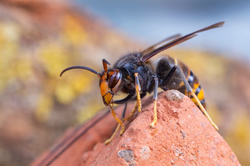 Asian hornet (Vespa velutina) is indigenous to southeast Asia but of concern as an invasive species in European countries. Photograph: Getty