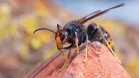 No further Asian hornet sightings confirmed ahead of Cork nest removal