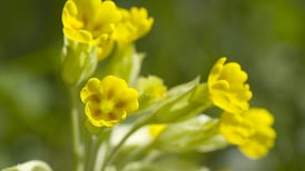 Can you tell the health of an ecosystem by looking inside its flowers?