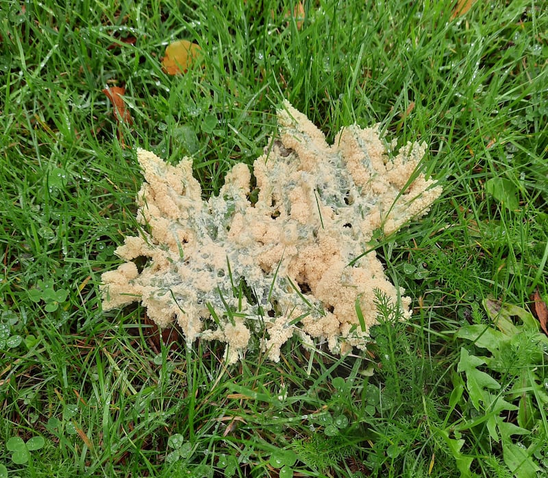 Dog’s vomit slime mould
