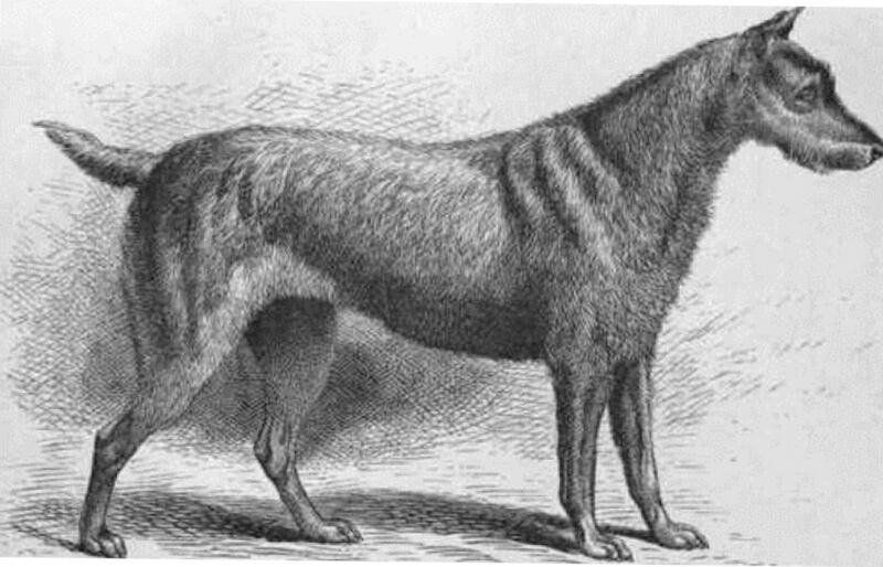An Irish terrier