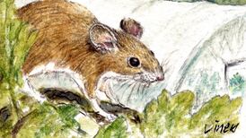 Michael Viney: An appreciation of spring in the winter of his life