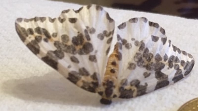 Magpie moth