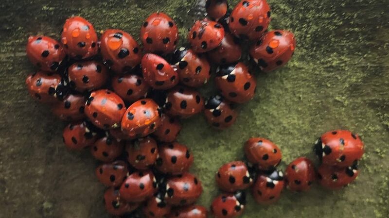 Seven-spot ladybirds found in Co Dublin.