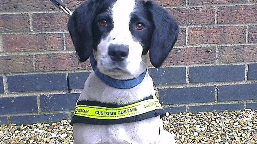 Customs sniffer dog Casey, who found about 250,000 illegal cigarettes at Dublin Port. File photograph: Revenue and Customs/PA Wire