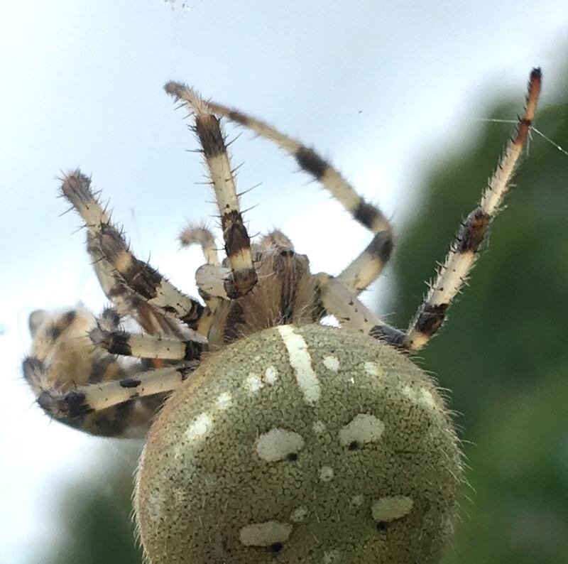 A four-spot orb weaver spider