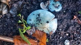 Súil ar an dúlra: Read Éanna Ní Lamhna’s Eye on Nature column as Gaeilge