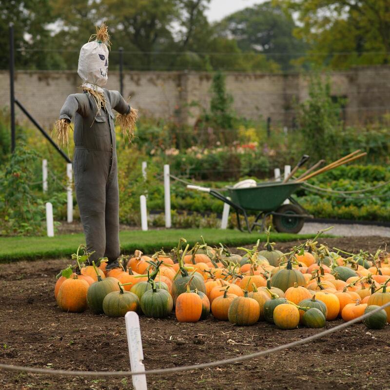 Pumpkin season in Ashtown walled garden . Photo credit Richard Johnston