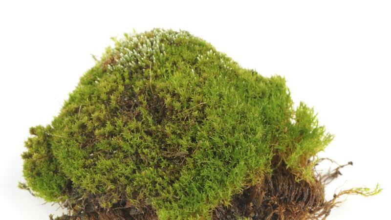 Moss: Viking toilet paper. Photograph: Watcha