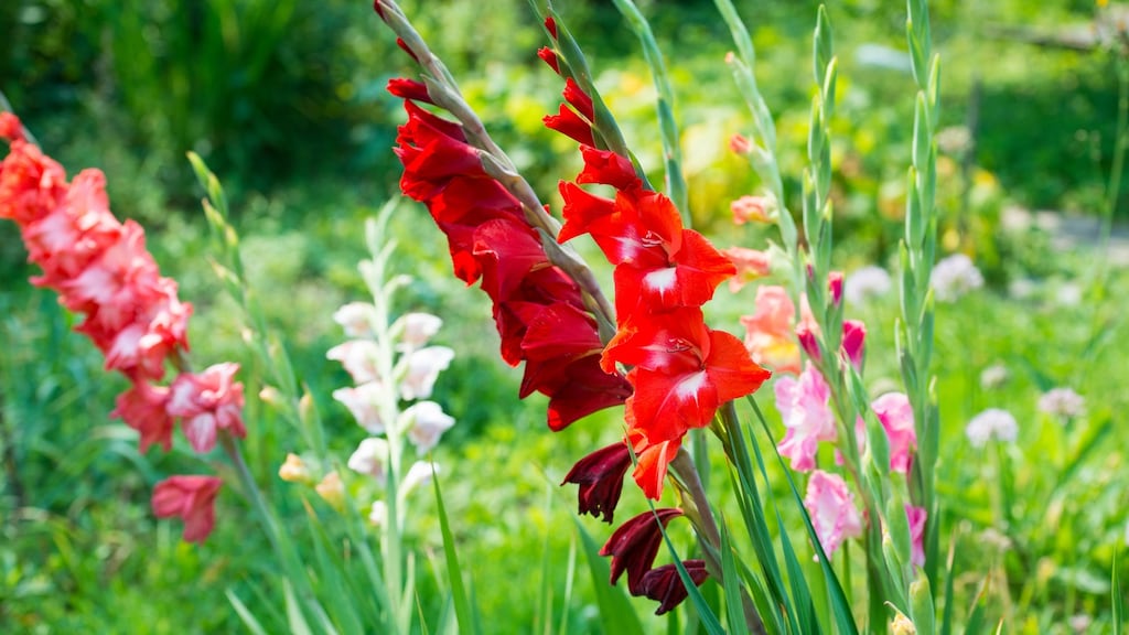 Gladiolus. Photograph: iStock