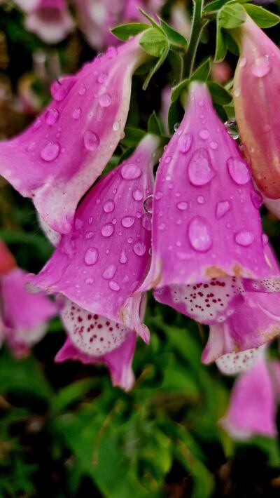 Méaracán dearg fliuchta ag an mbáisteach. Grianghraf: Éanna Ó Caollaí