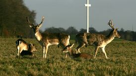 Phoenix Park deer shot by sniper sold for €19,488