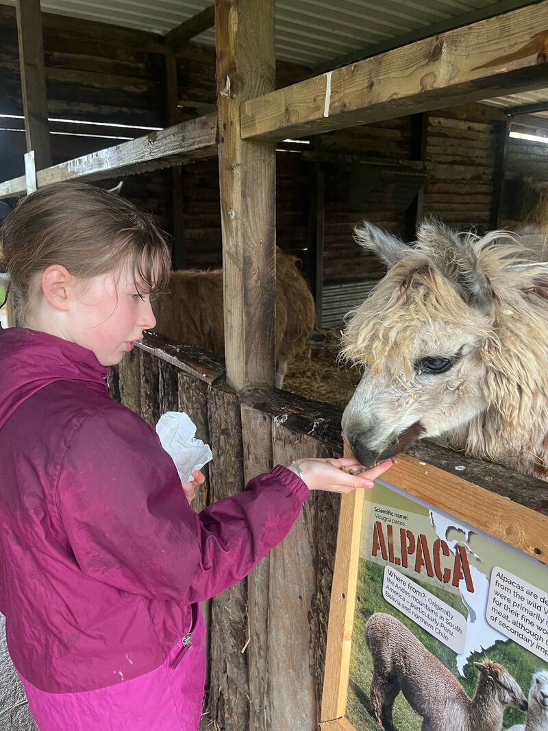 Feeding an alpaca at Secret Valley