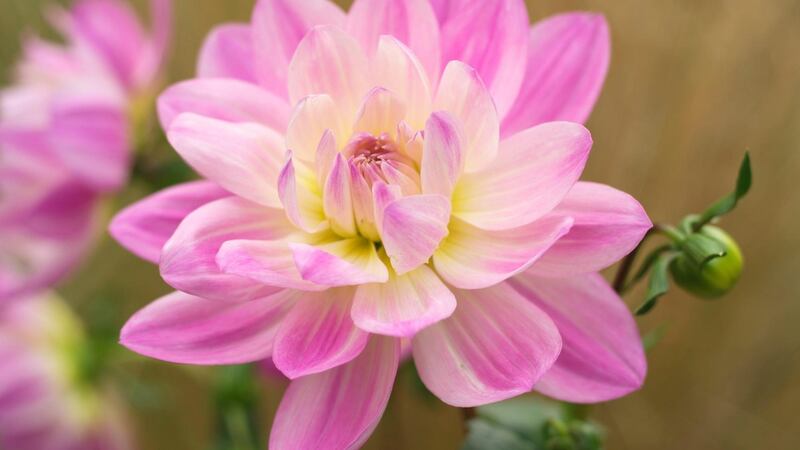 The emerging foliage of dahlias is a favourite food of slugs in late spring. Photograph: Richard Johnston