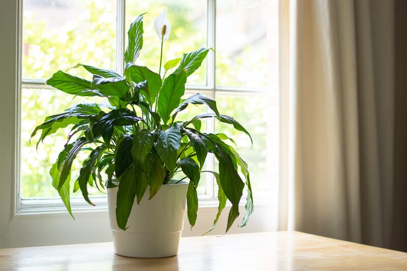 Peace lily (Spathiphyllum)