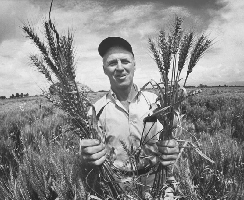 Green revolution: Norman Borlaug crossbred wheat to be more disease-resistant and so produce bigger yields. Photograph: Art Rickerby/Life/Getty