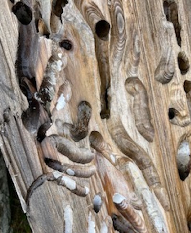 logs with indents by ship worms