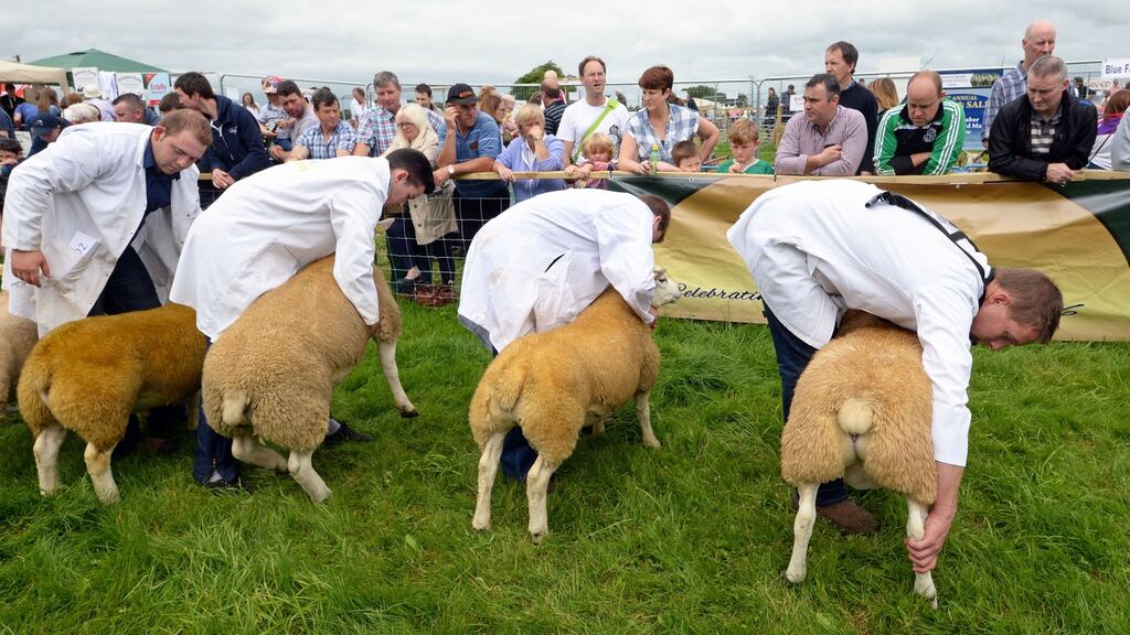 Sheep being judged at the Tullamore Show in Co Offaly. Photograph: Eric Luke/The Irish Times