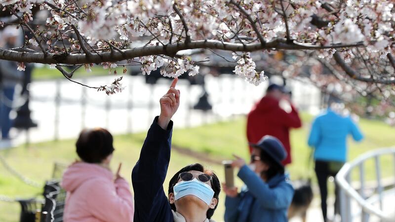 Despite government warnings to maintain ‘social distancing’ and avoid crowds due to the threat of the novel coronavirus, tourists continue to visit the Tidal Basin as peak bloom for the cherry trees approaches in Washington, DC. Photograph:  Chip Somodevilla/Getty