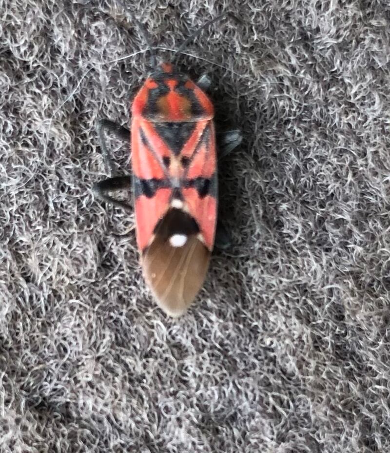 Seed bug. Photograph supplied by Frances McEntee