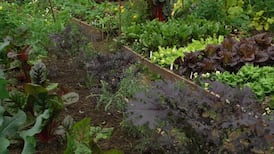 Preparations for a polytunnel, from soil to seed trays – and don’t forget the hammock
