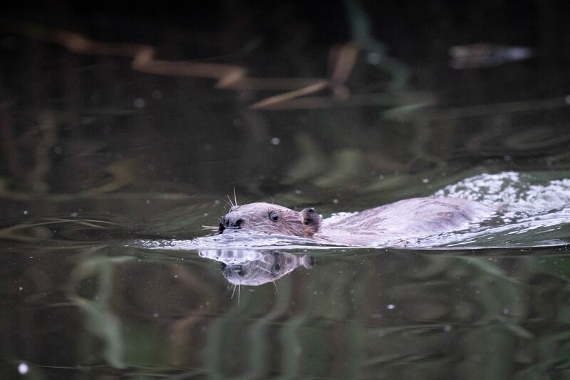 Beavers were recently reintroduced in Ealing, west London to support biodiversity and prevent flooding. Photograph: James Manning/PA Wire