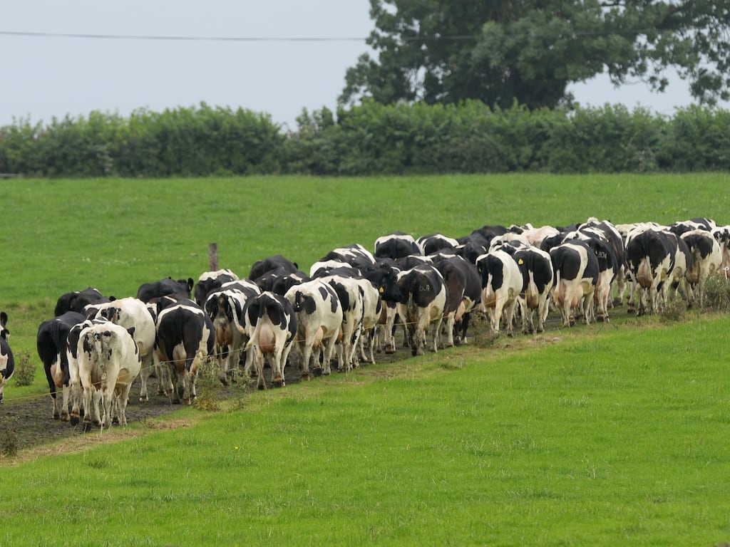 Farmers are disproportionately important to the Government parties which have thin electoral margins. Photograph: Alan Betson