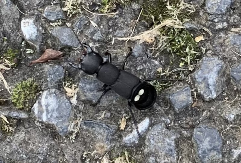Devil's Coach horse. Photograph: John Daly