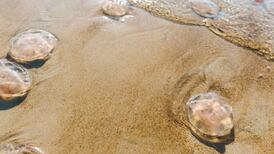 Balmy conditions, spring tides may increase risk of jellyfish stings