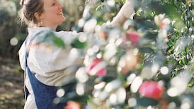 Why modern textile artists prefer natural plant dyes