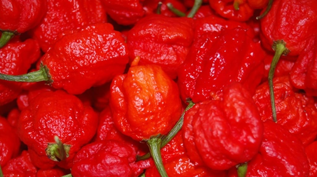 Some like it hot:  Carolina Reaper chilli peppers