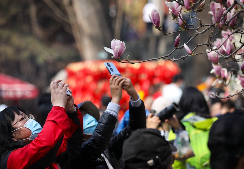 People take photos of blooming magnolia flowers in Beijing. Photograph: Zhao Jun/China News Service via Getty Images