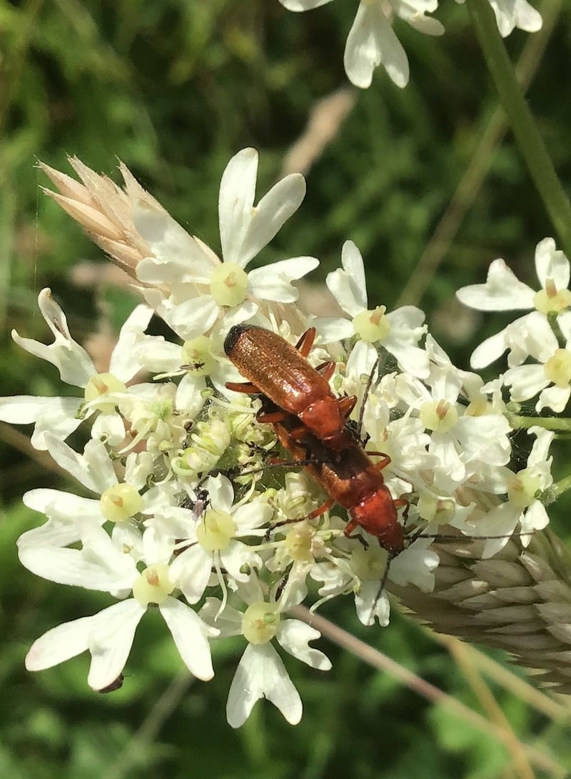 Soldier beetles. Photograph supplied by Jim Waldron