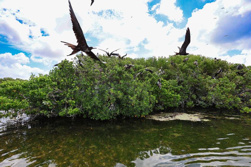 The Codrington Lagoon