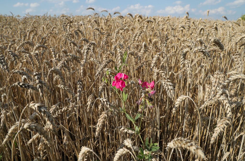 A wheat field near Kyiv: a deal brokered by Turkey and the United Nations to ensure the safe export of grain from Ukrainian ports expired on 17 July 2023 and Russia withdrew from the deal which had allowed Ukraine to safely export grain through the Black Sea (Photo: Shutterstock)