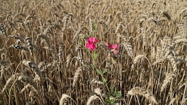 The Irish Times view on Russia’s exit from the grain deal: weaponising the world’s food supply