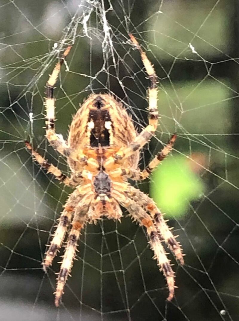 A garden spider photograped in Co Laois