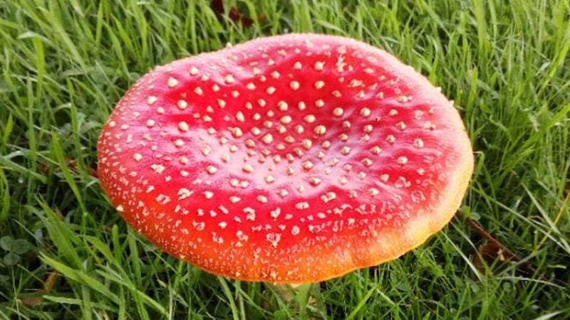 The very poisonous fly agaric, Amanita muscaria.