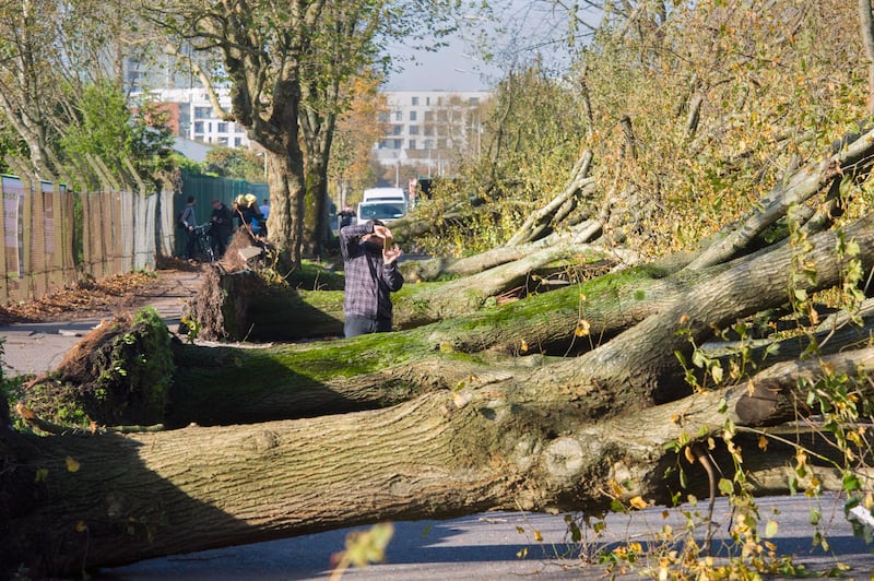 Felled trees which stood for over 100 years line the Marina in Cork city following Storm Ophelia Photograph: Daragh McSweeney/Provision